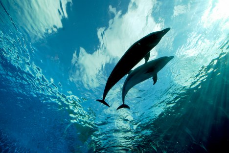 two dophins swimming