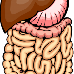 graphic of intestines and stomach