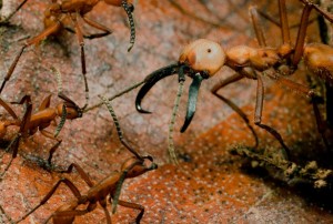 Ants ready to kick arse anywhere anytime