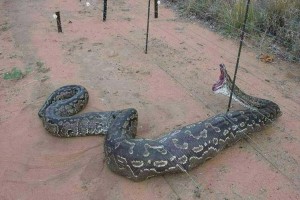 Electric Fence Dead Snake